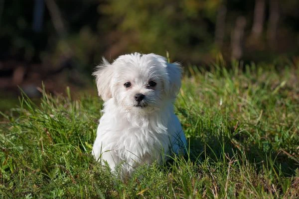 adorabili cuccioli maltesi disponibili in regalo | Foto 0