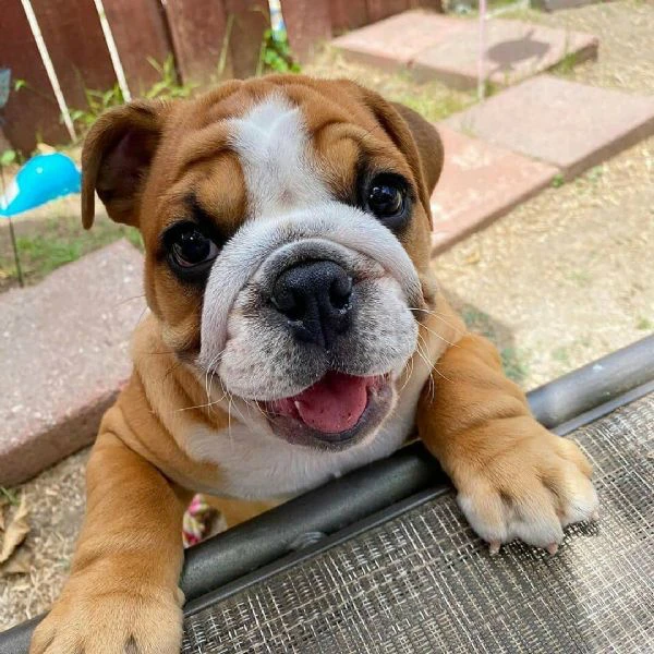 adorabili cuccioli di bulldog inglese in regalo