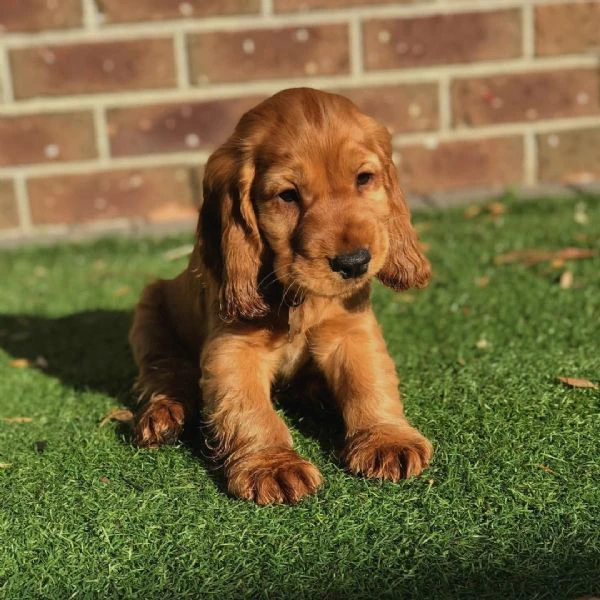 cucciolo di cocker spaniel disponibile in regalo