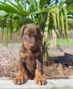 dobermann cuccioli pronti