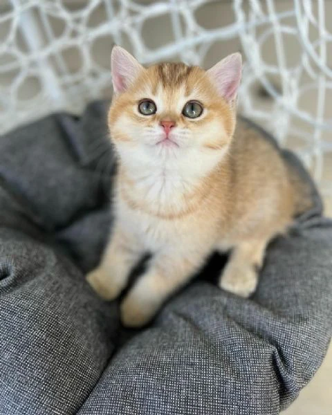 cuccioli british shorthair | Foto 0