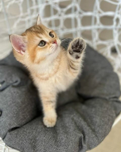 cuccioli british shorthair