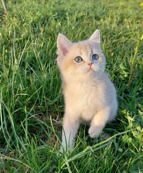 bellissime cucciolate di british shorthair