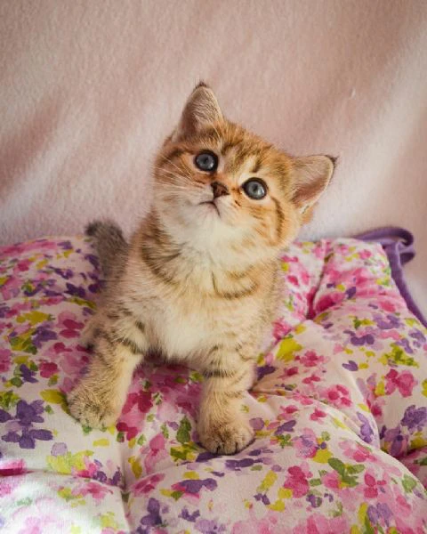 cucciolo di british shorthair 