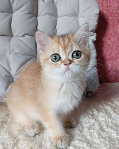 british shorthair maschio e femmina