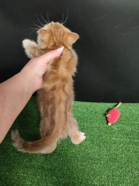 cuccioli british shorthair