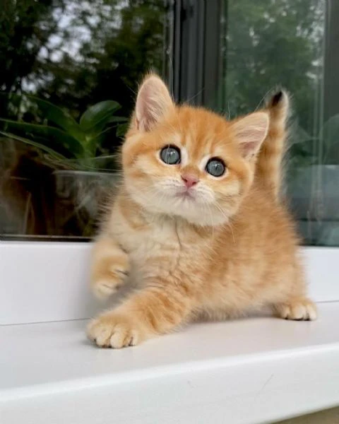 cucciolo di british shorthair!! 