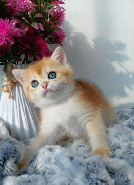 cuccioli british shorthair!! | Foto 0