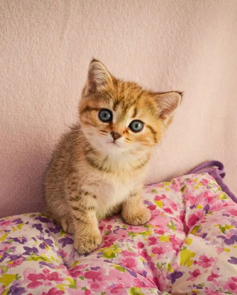 cuccioli british shorthair!!