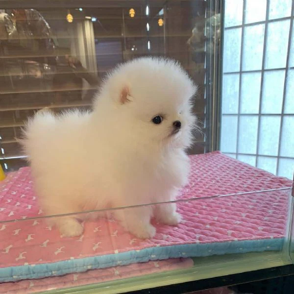 stupendi cuccioli di volpino di pomerania | Foto 2