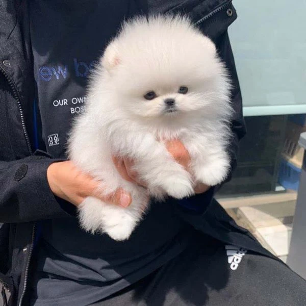 stupendi cuccioli di volpino di pomerania