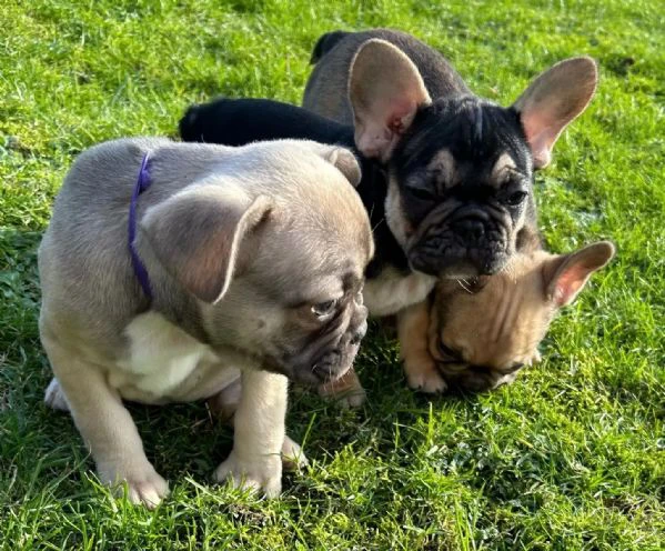 cucciole bouledogue francese | Foto 3