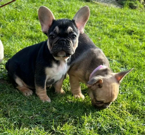 cucciole bouledogue francese | Foto 1