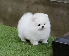 bellissimi cuccioli di pomerania disponibili in regalo | Foto 0