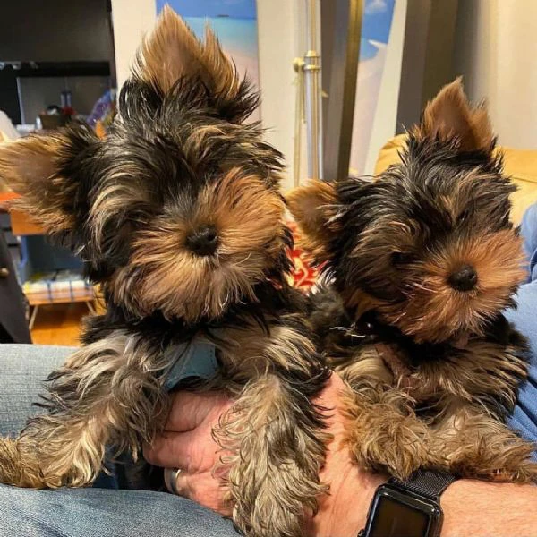 cuccioli di yorkshire terrier in regalo | Foto 0