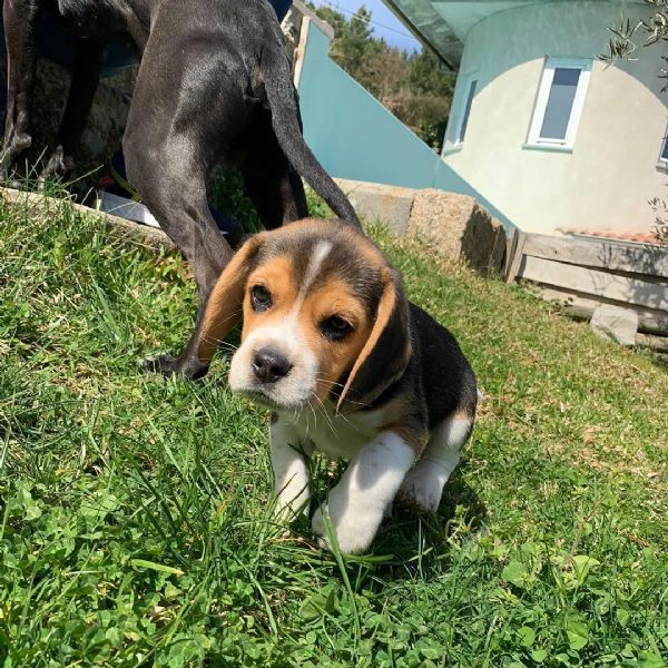 tenerissimi cuccioli di beagle in regalo | Foto 0