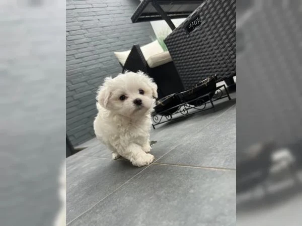 cuccioli di maltese taglia piccola | Foto 1