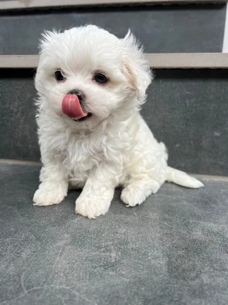 cuccioli di maltese taglia piccola