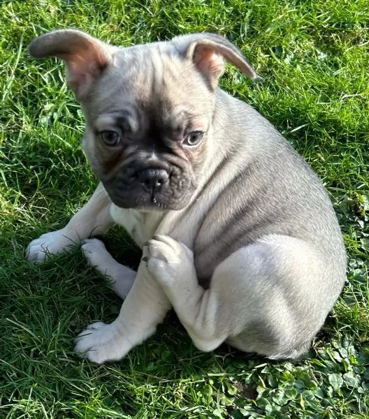 bouledogue francesi di alta genealogia | Foto 1