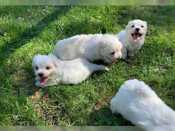 dolcissimi cuccioli maltesi di razza pura