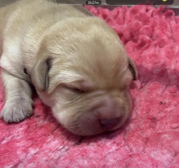 cuccioli labrador miele