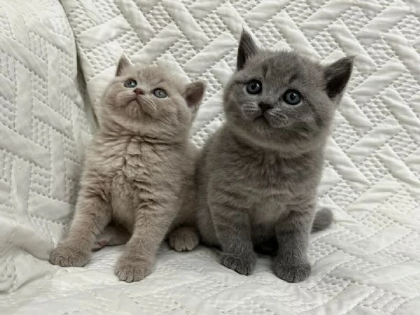 cuccioli di british shorthair  | Foto 0