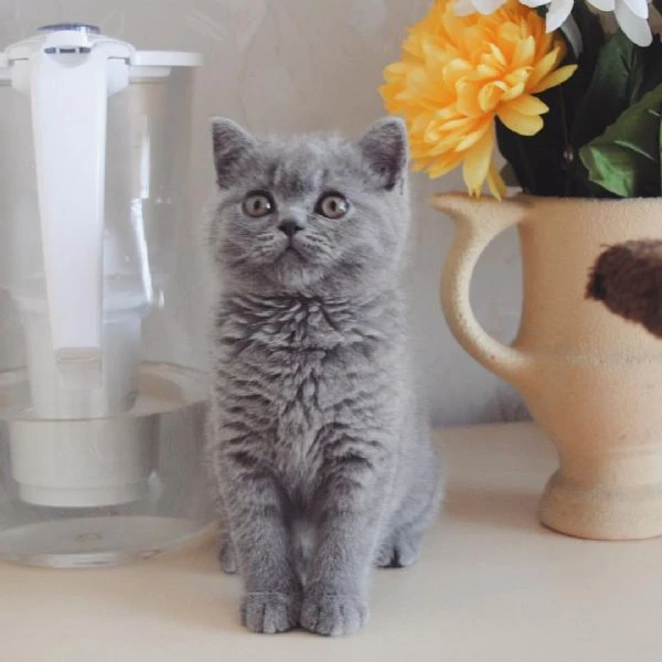 british shorthair maschio e femmina