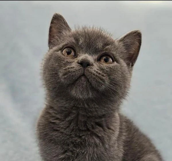 gattini british shorthair