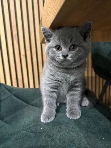 gattini british shorthair