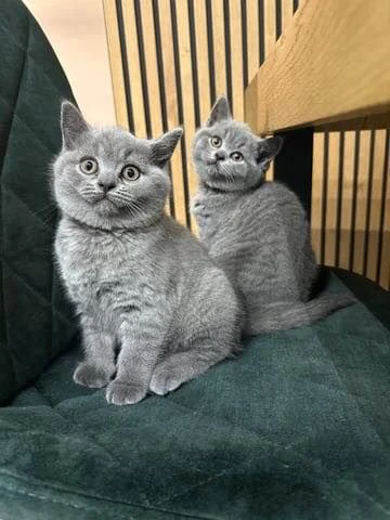 gattini british shorthair | Foto 0