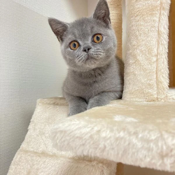 cucciolo di british shorthair !! | Foto 0