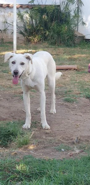 dolcissimo cane cerca casa  | Foto 3