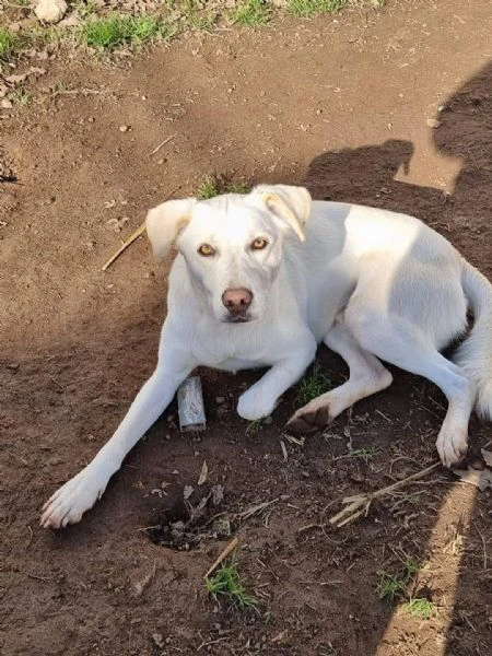 dolcissimo cane cerca casa 