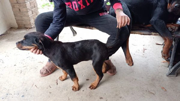 cuccioli di rottweiler 