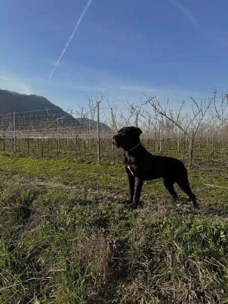 regalo cucciolo cane corso 