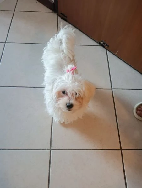 vendo cucciola maltese