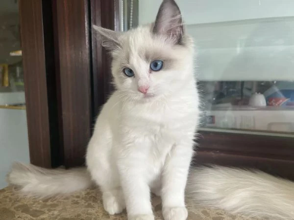 adorabili/magici gattini ragdoll con pedigree in cerca di nuova casa