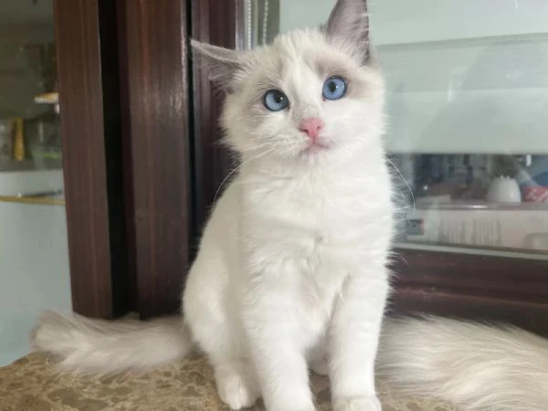 cucciolo ragdoll  maschio e femmina con pedigree