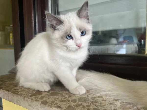 cucciolo ragdoll  maschio e femmina con pedigree | Foto 2