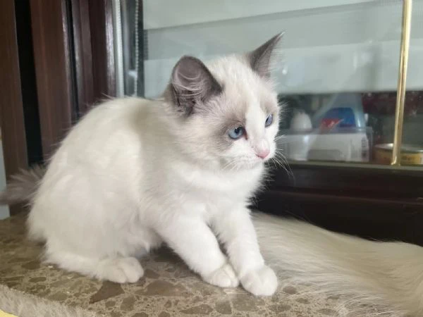 cucciolo ragdoll  maschio e femmina con pedigree | Foto 1