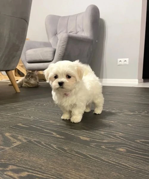 bellissimi cuccioli di maltese toy disponibili da subito | Foto 0