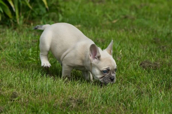 bouledogue francesi di alta genealogia | Foto 2