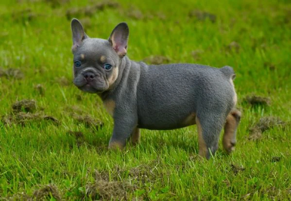 bouledogue francesi di alta genealogia | Foto 0