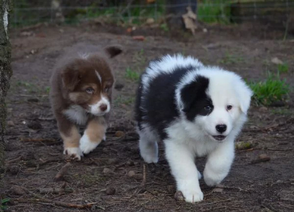 cuccioli border collie di alta genealogia | Foto 1