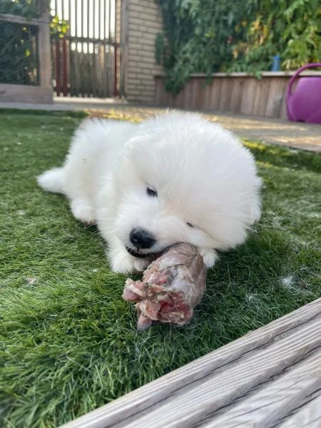 meravigliosa cucciolata di samoiedo | Foto 0