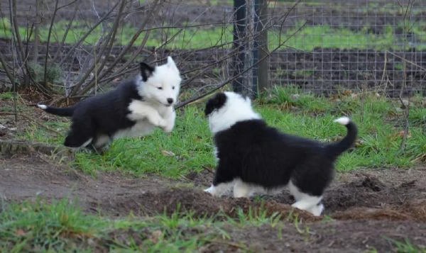 cuccioli border collie di alta genealogia | Foto 0