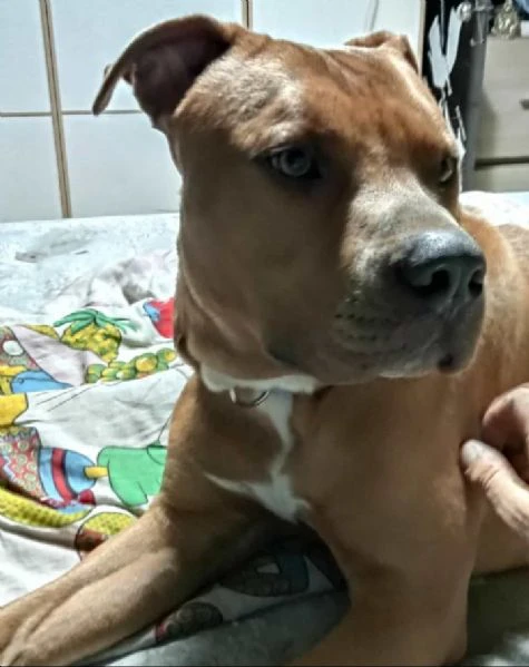 incrocio amstaff pitbull 