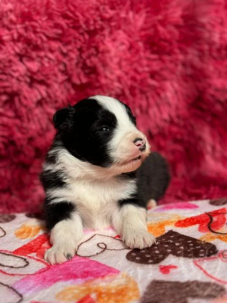 cuccioli di border collie | Foto 1