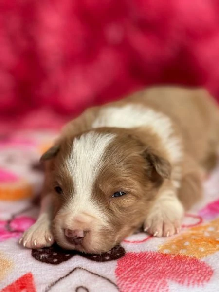 cuccioli di border collie | Foto 0