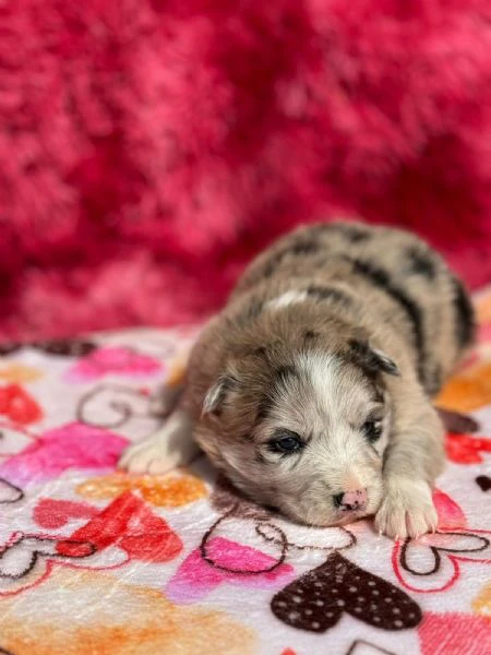 cuccioli di border collie